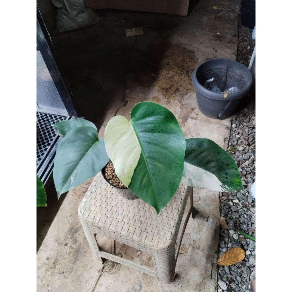 monstera mint / monstera jungle mint / monstera mint ekonomis