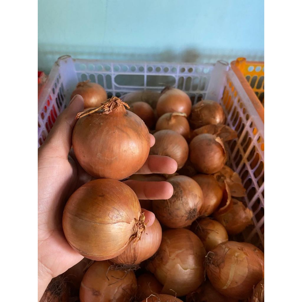 

Bawang Bombay super mix ukuran 1kg