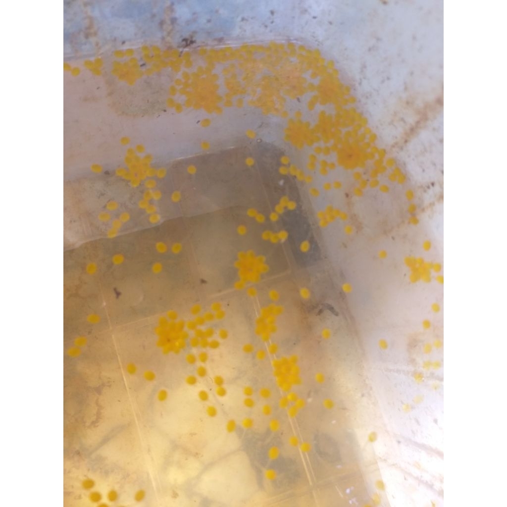 paket 1000ekor larva gurame padang