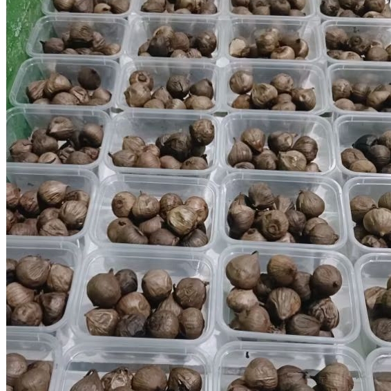 

bawang hitam tunggal black garlic matang sempurna netto : 250gr