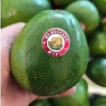 

Buah alpukat Miki alpukat terbaik Nusantara segar 1kg