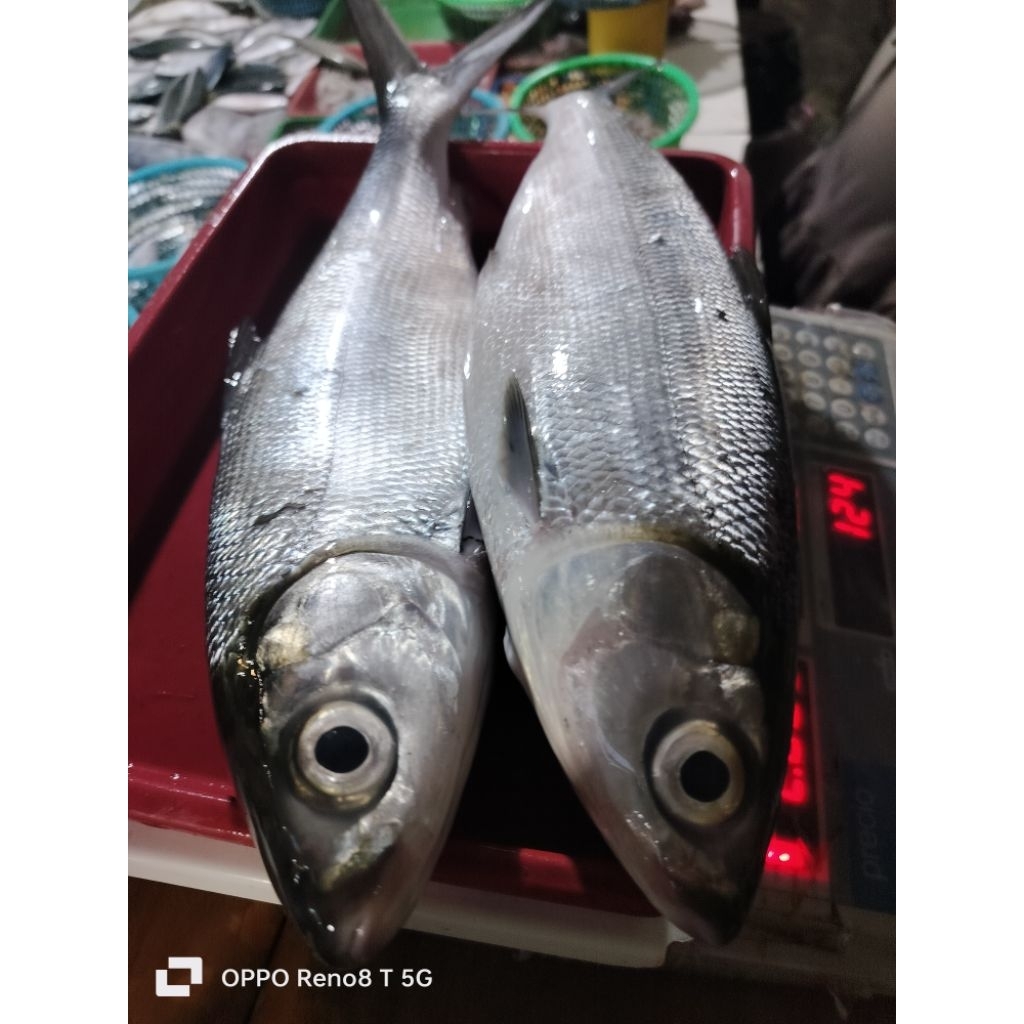 

Bandeng segar 500grm