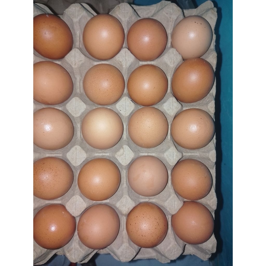 telor omega grade A 1kg
