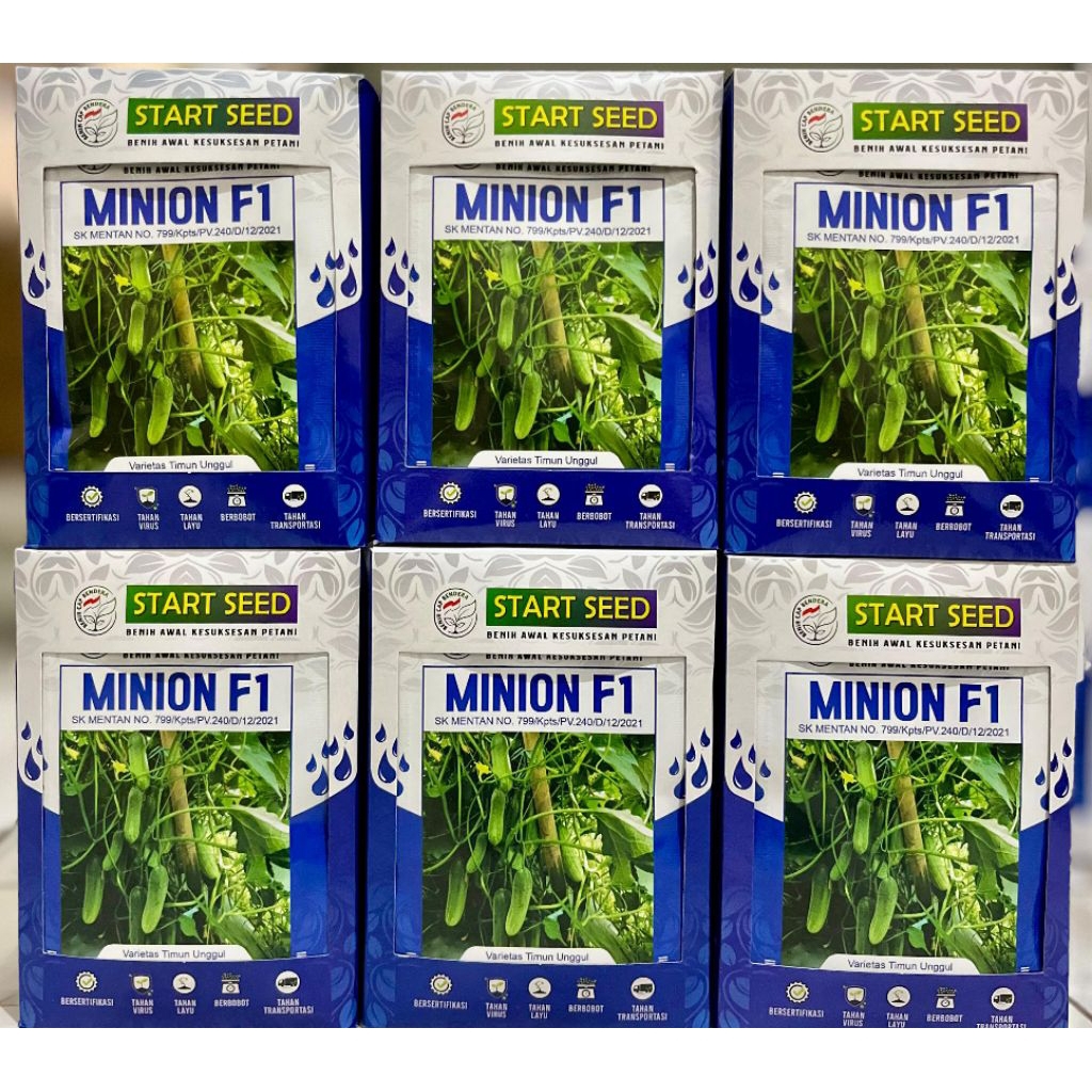 Benih timun MINION F1