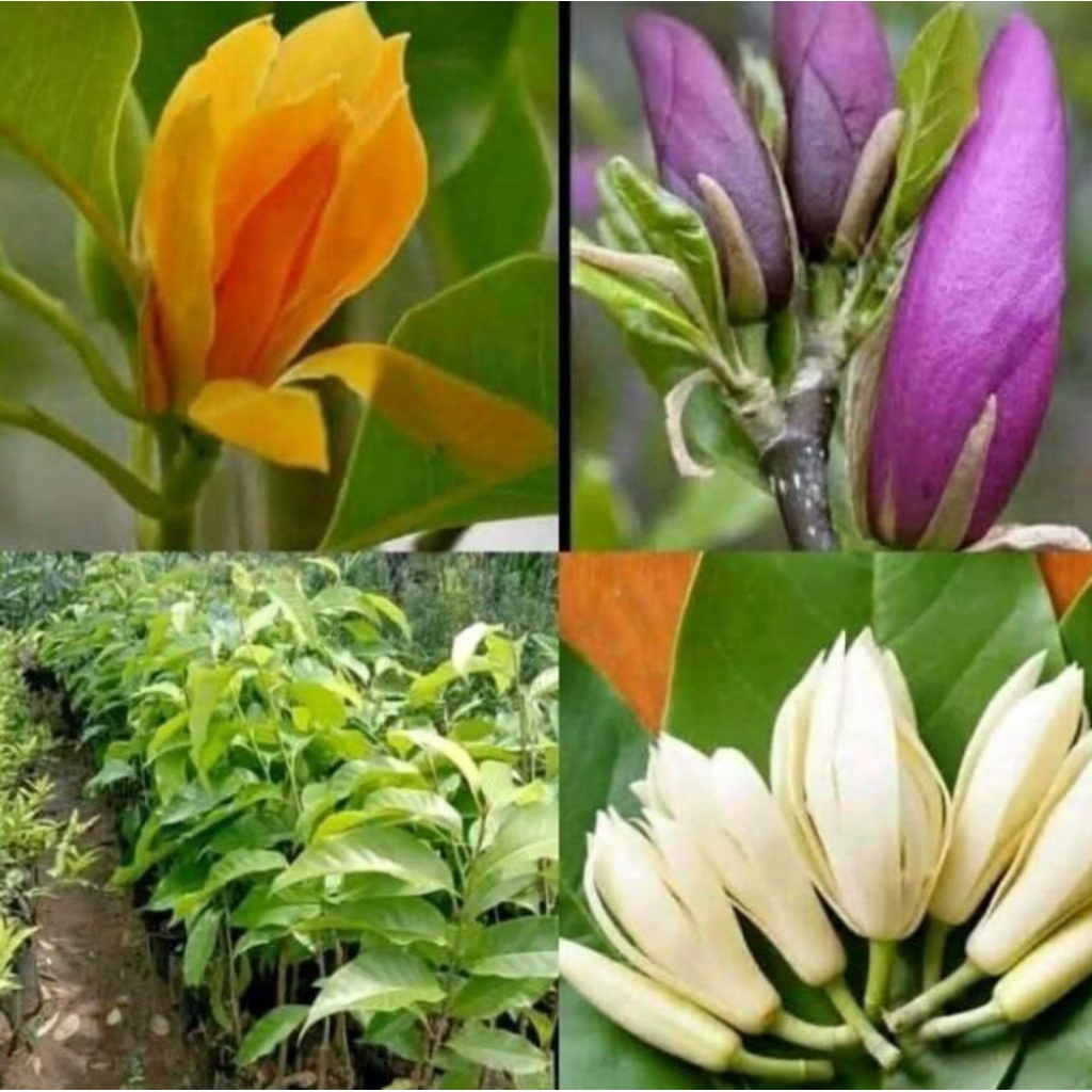 Termurah Paket 3 Tanaman Hias Bunga Kantil Cempaka / Paket 3 Pohon Bunga Kantil Ungu Kuning Putih