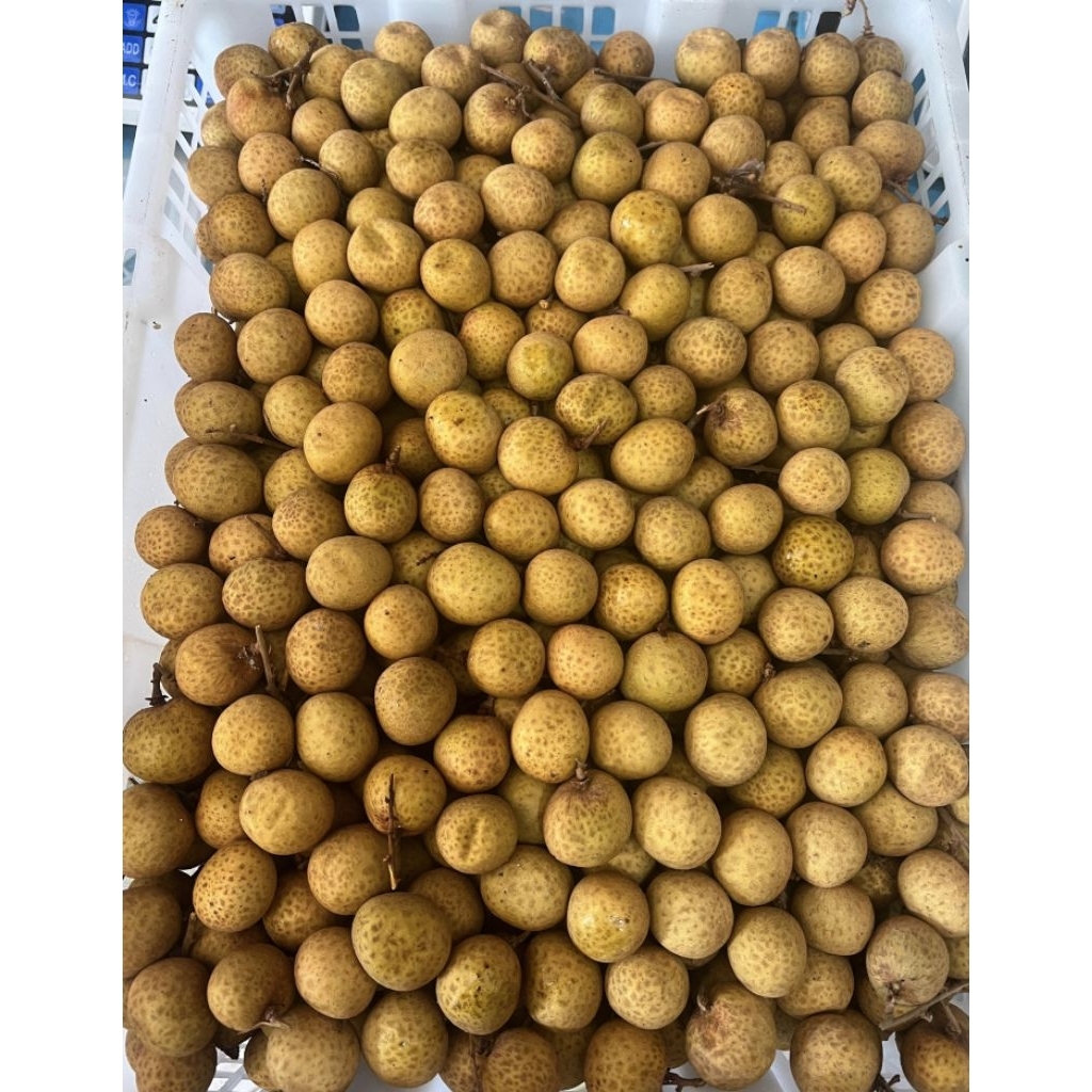 

KELENGKENG LEBEL MAS jumbo. /KG