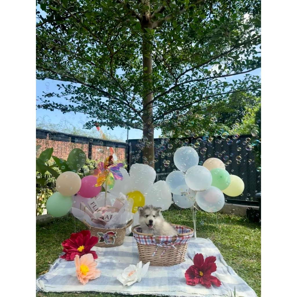 OPEN BOOKING SUPERB QUALITY ALASKAN MALAMUTE PUPPIES