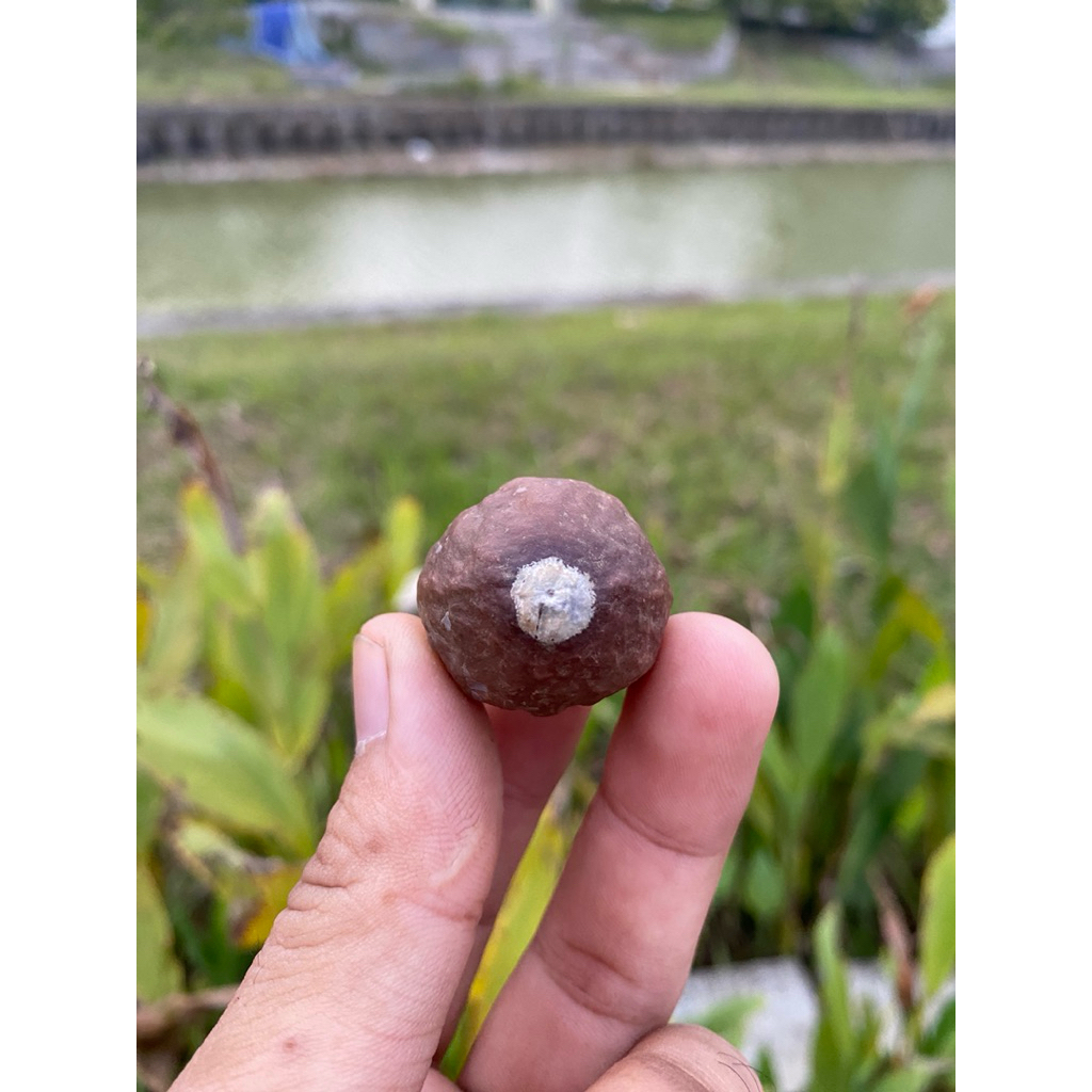 Kemiri adu / Muncang adu Jalim