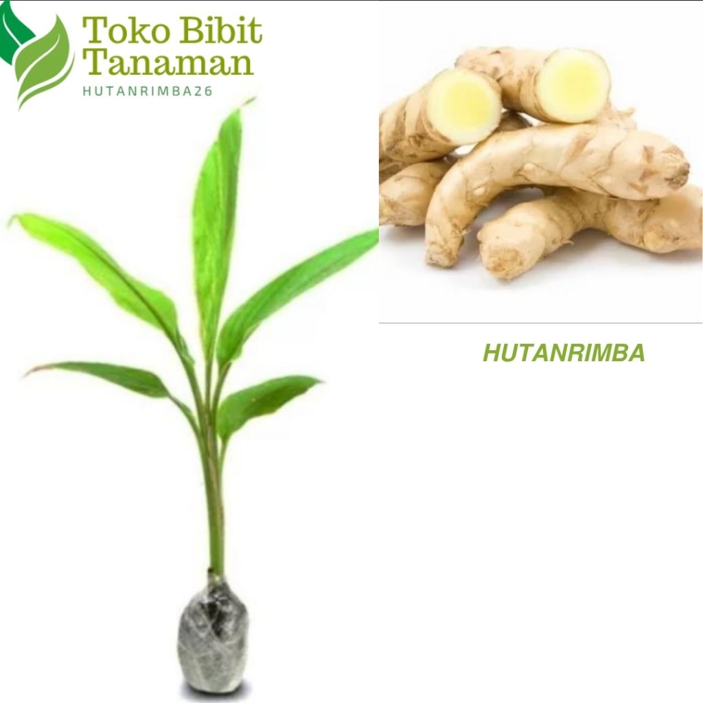 

JUAL BIBIT KUNYIT PUTIH, TEMU PUTIH TERLARIS