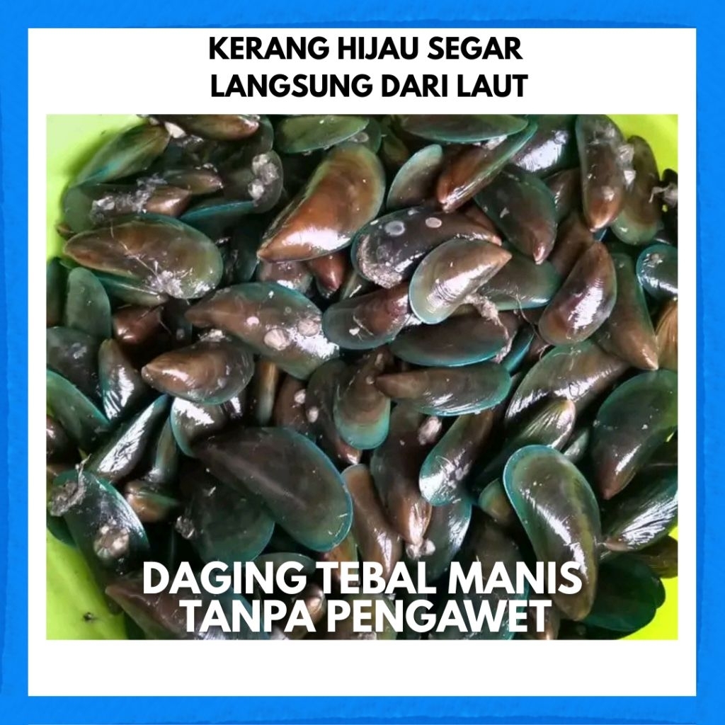 

Kerang Hijau Segar 1 Kg – Daging Tebal Manis Alami – Seafood Fresh Langsung dari Laut