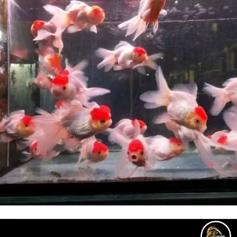 KOKI ORANDA RED CUP UKURAN L