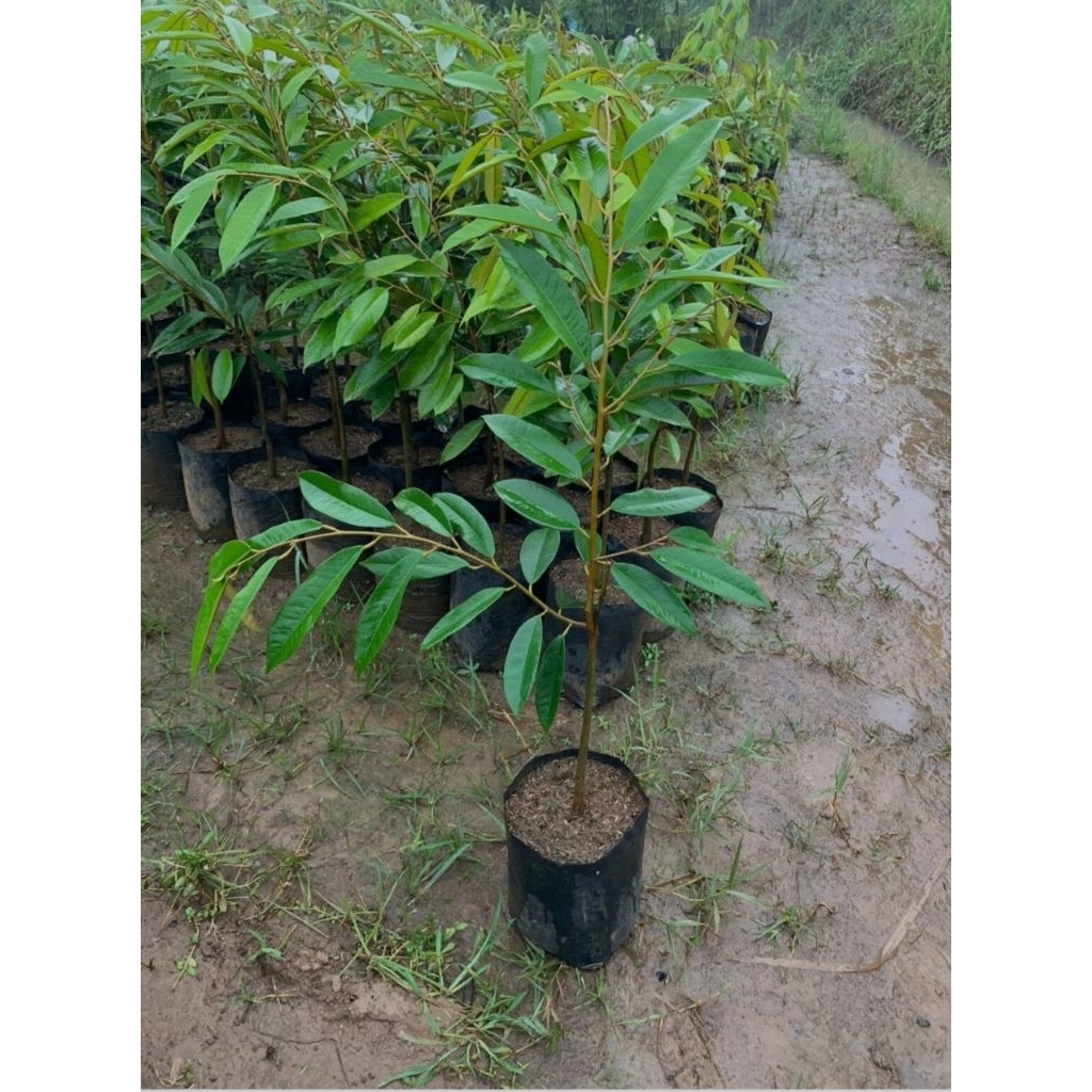 bibit durian musangking 1 meter bibit durian musangking