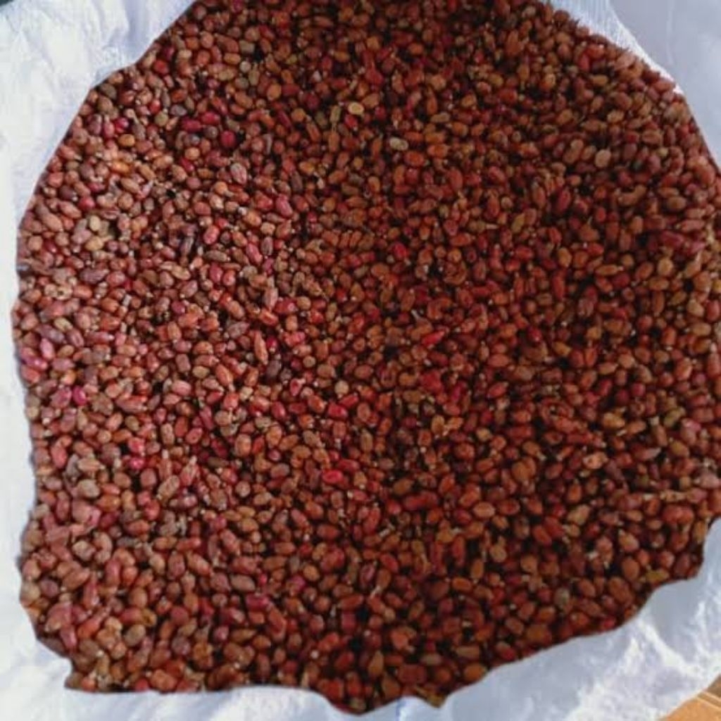 Buah Laja Kering 1kg / Biji laja / buah lengkuas / buah laos / bumbu dapur / herbal / rempah / buah 