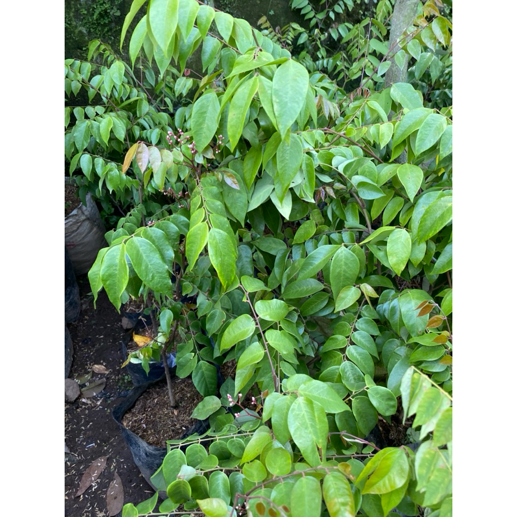 Tanaman belimbing madu/belimbing buah