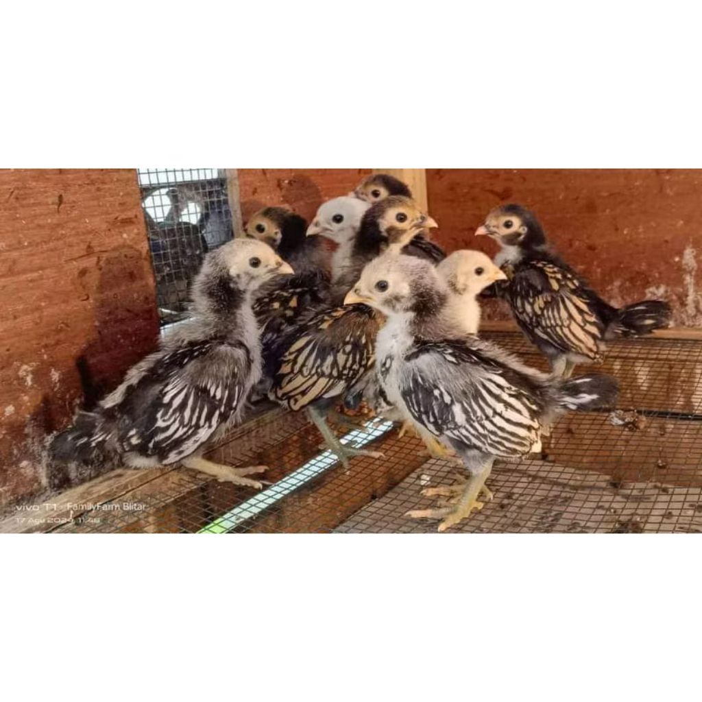 Anakan Ayam Batik Itali - Ayam Hias Batik Italy -Ayam Batik Italy - Bonus Tempat Minum Ayam