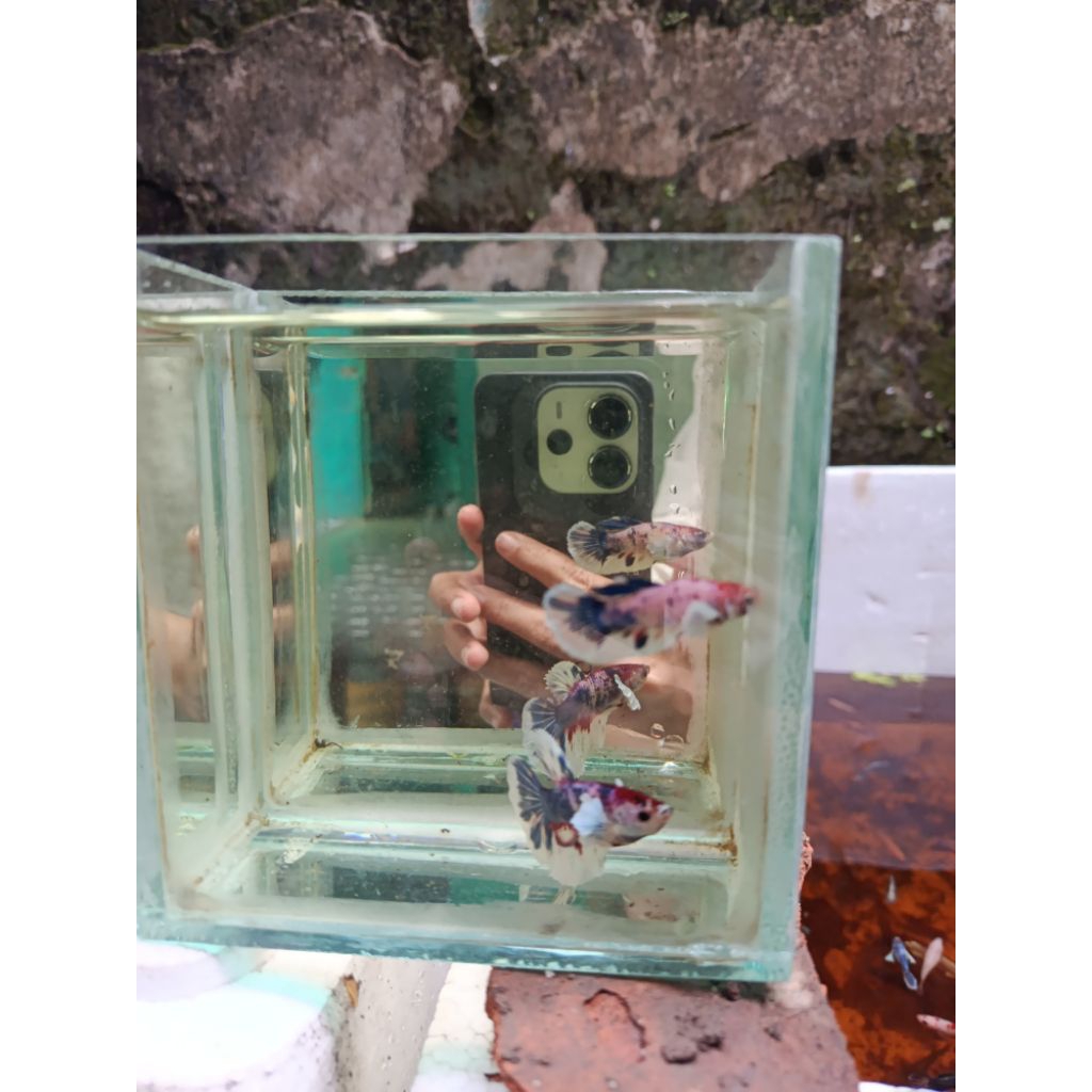 PAIR HMDE MULTICOLOR BANG INDRA