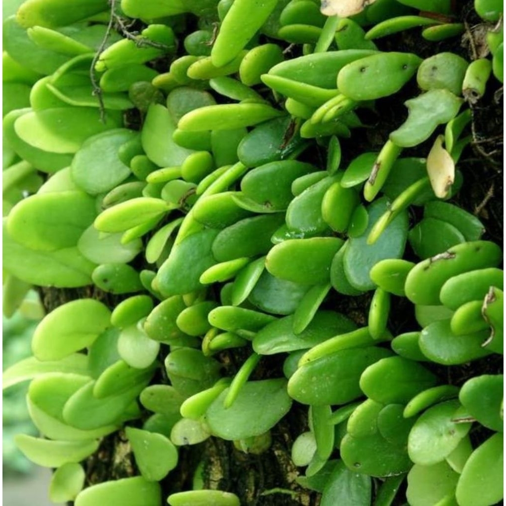 

daun sisik naga 100 gram