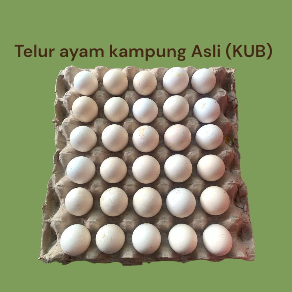 Telur ayam kampung Asli (KUB)