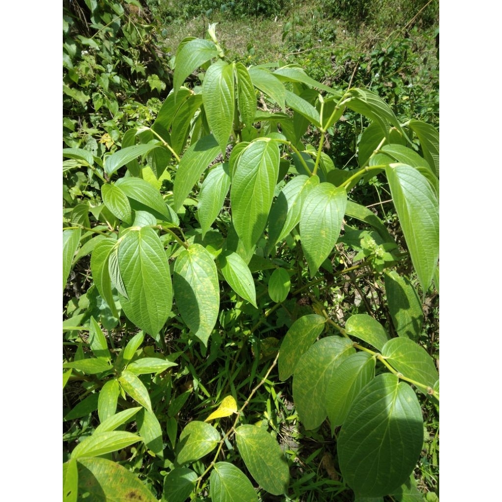 

DAUN SIRIH HUTAN SEGAR 100 Lembar YANG DIPETIK LANGSUNG DIKEBUN