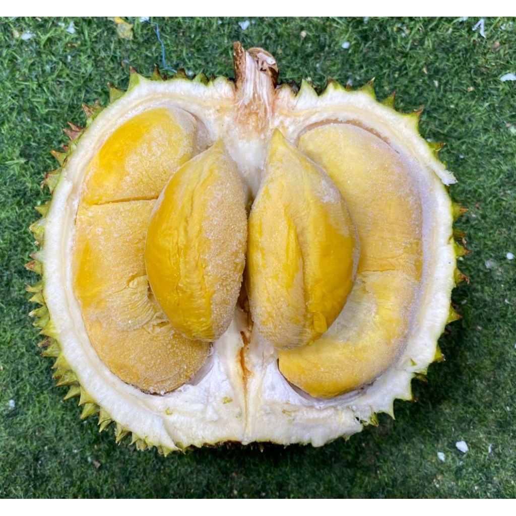 

Buah durian blackthorn nitrogen Malaysia super utuh durian beku blackthorn 1 pcs
