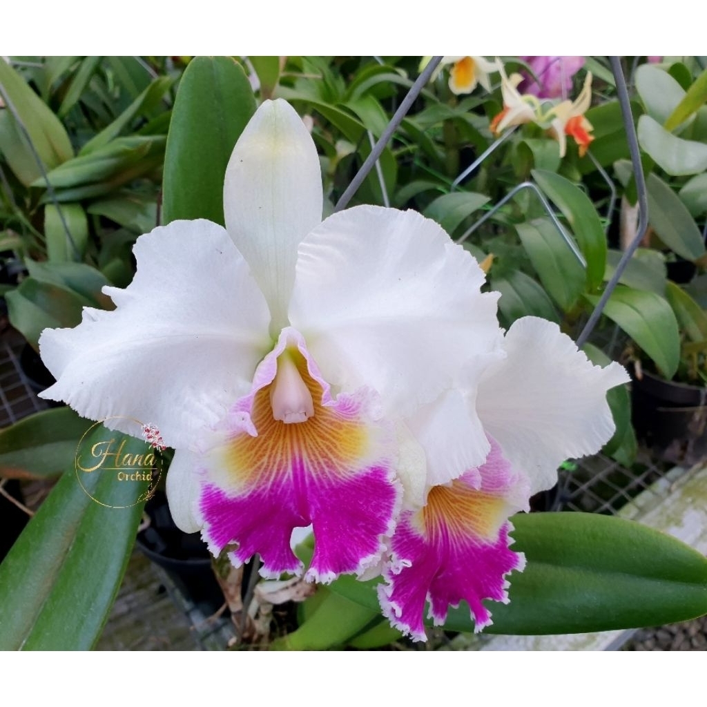 Anggrek knop cattleya Suzuki charm