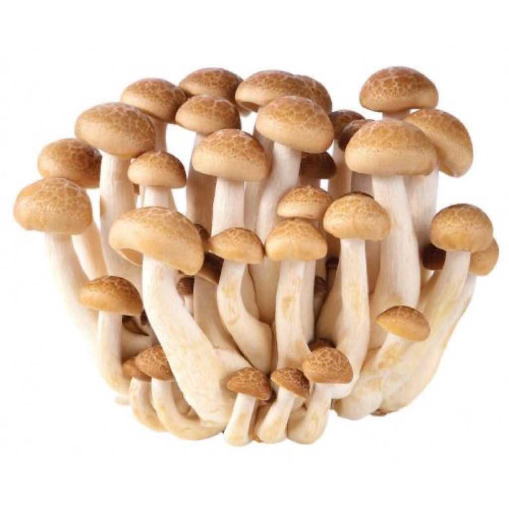 

Jamur Shimeji Coklat