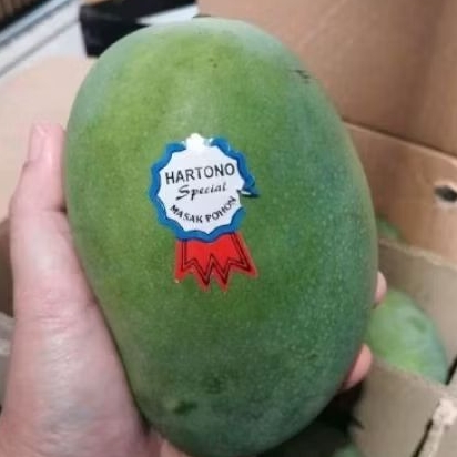 

Buah mangga spesial asli Hartono mangga matang pohon manis super 1kg