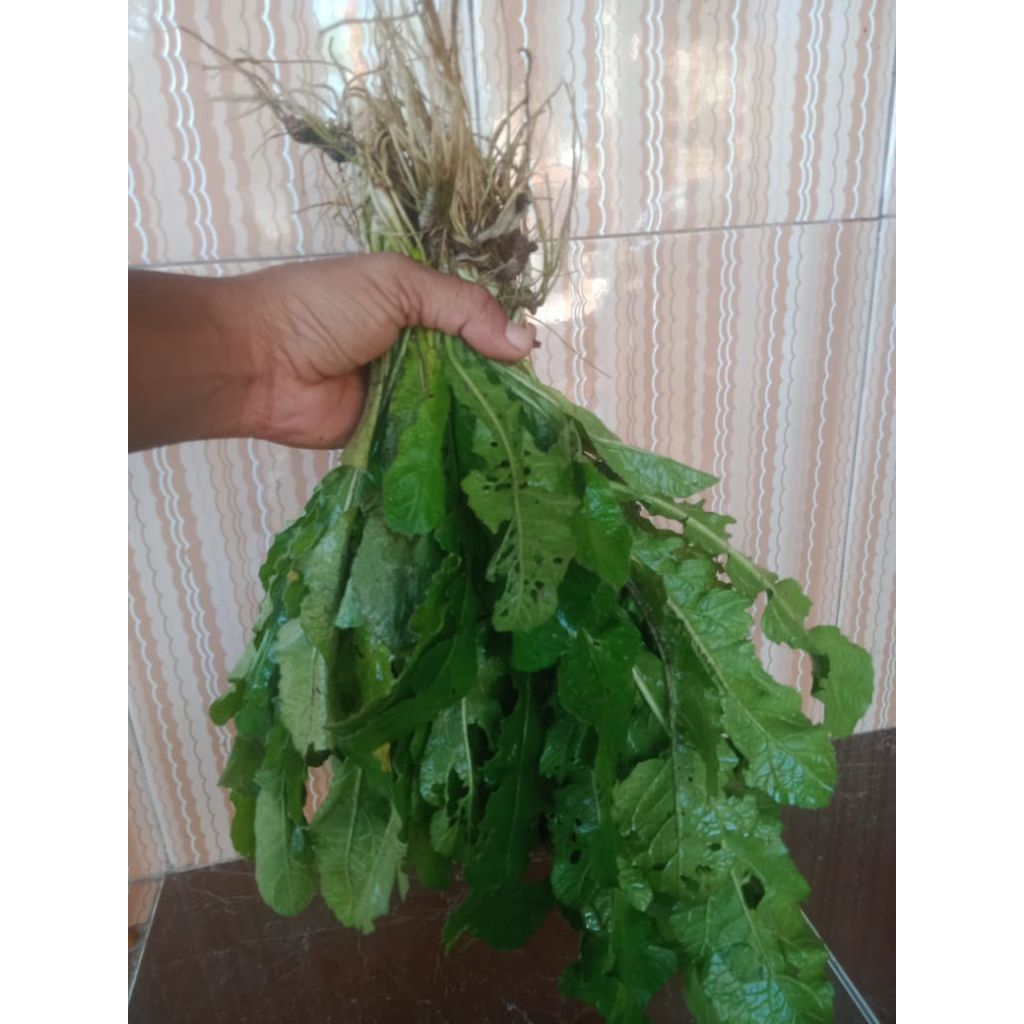 

tapak liman segar daun dan akar/harga 1tanaman/samsulherbal1