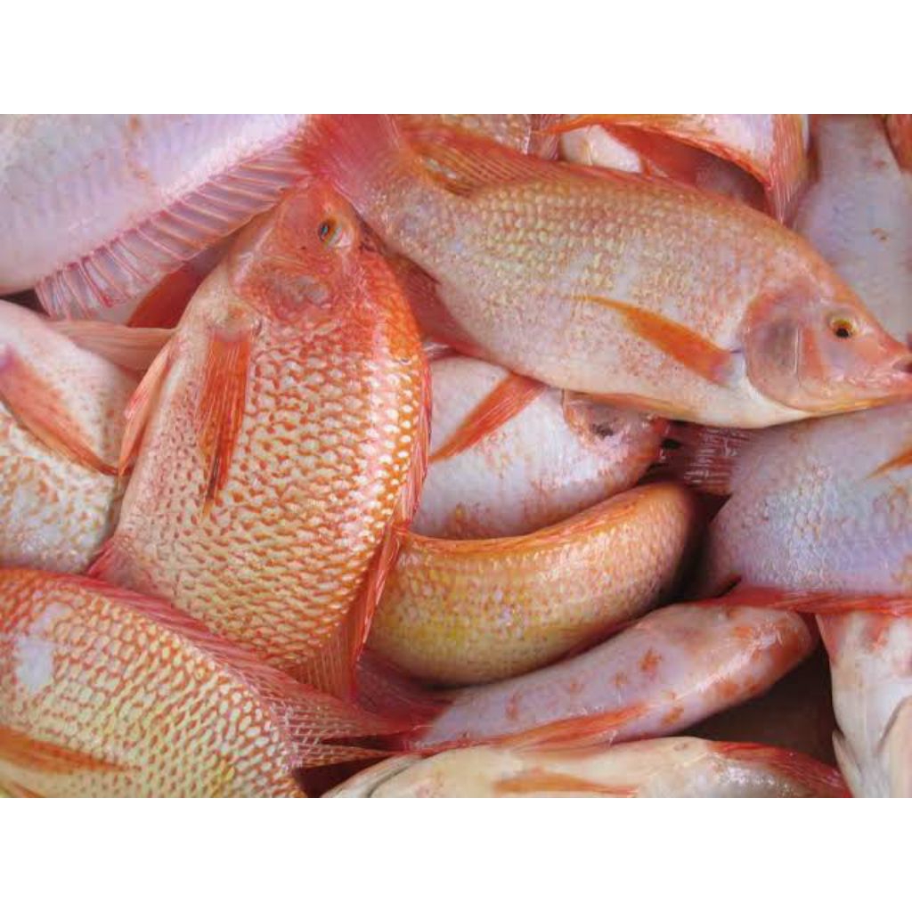 

Ikan Nila merah konsumsi