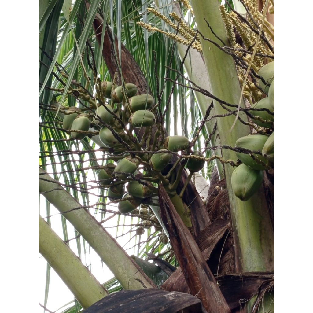 

5 pcs kelapa kecil Rp 6000