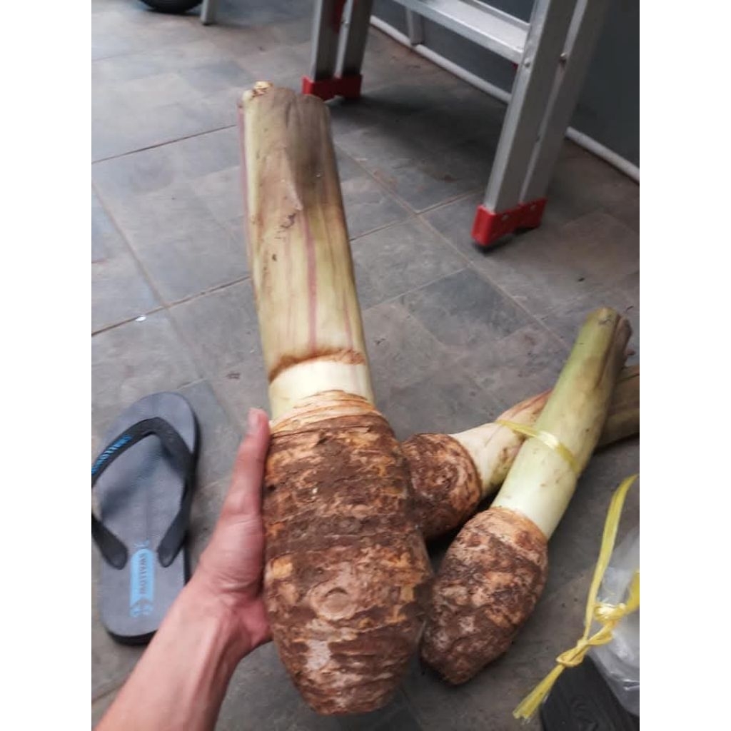 

umbi talas bogor super 2kg