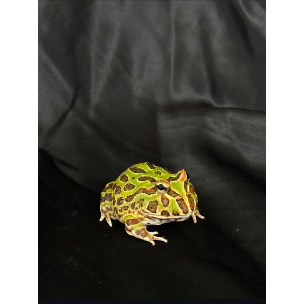 pacman frog green