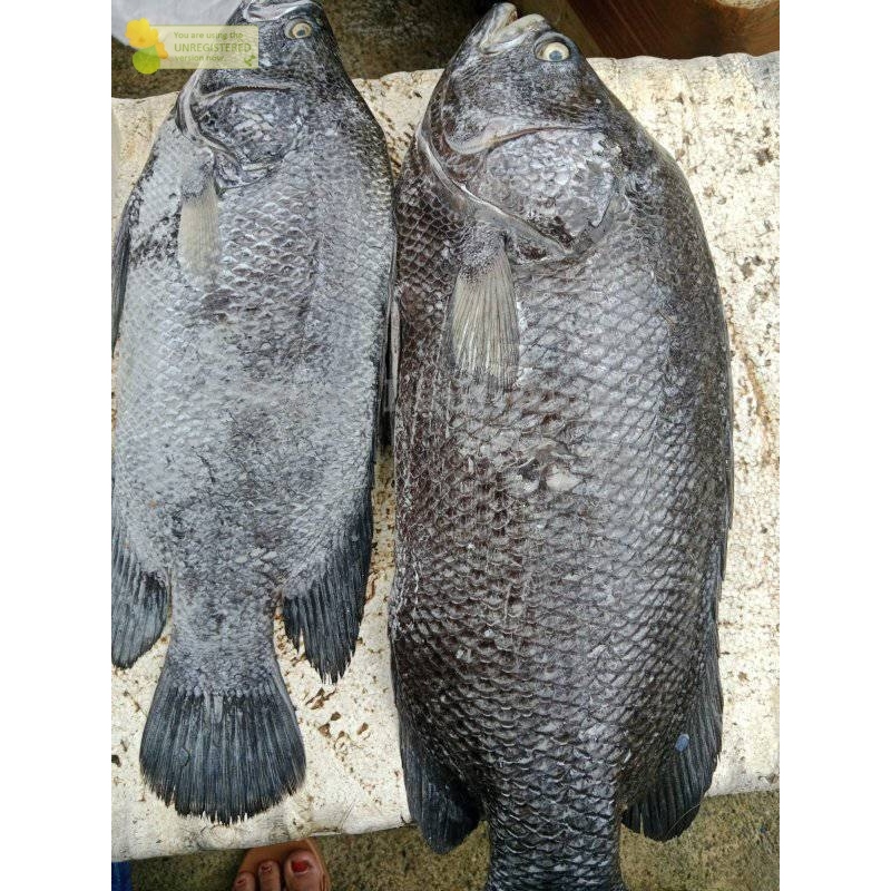 

Ikan Kakap 1Kg Ikan Kakap Hitam Segar Black Snnaper