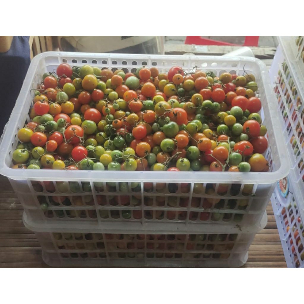 Tomat Rampai Asli Lampung