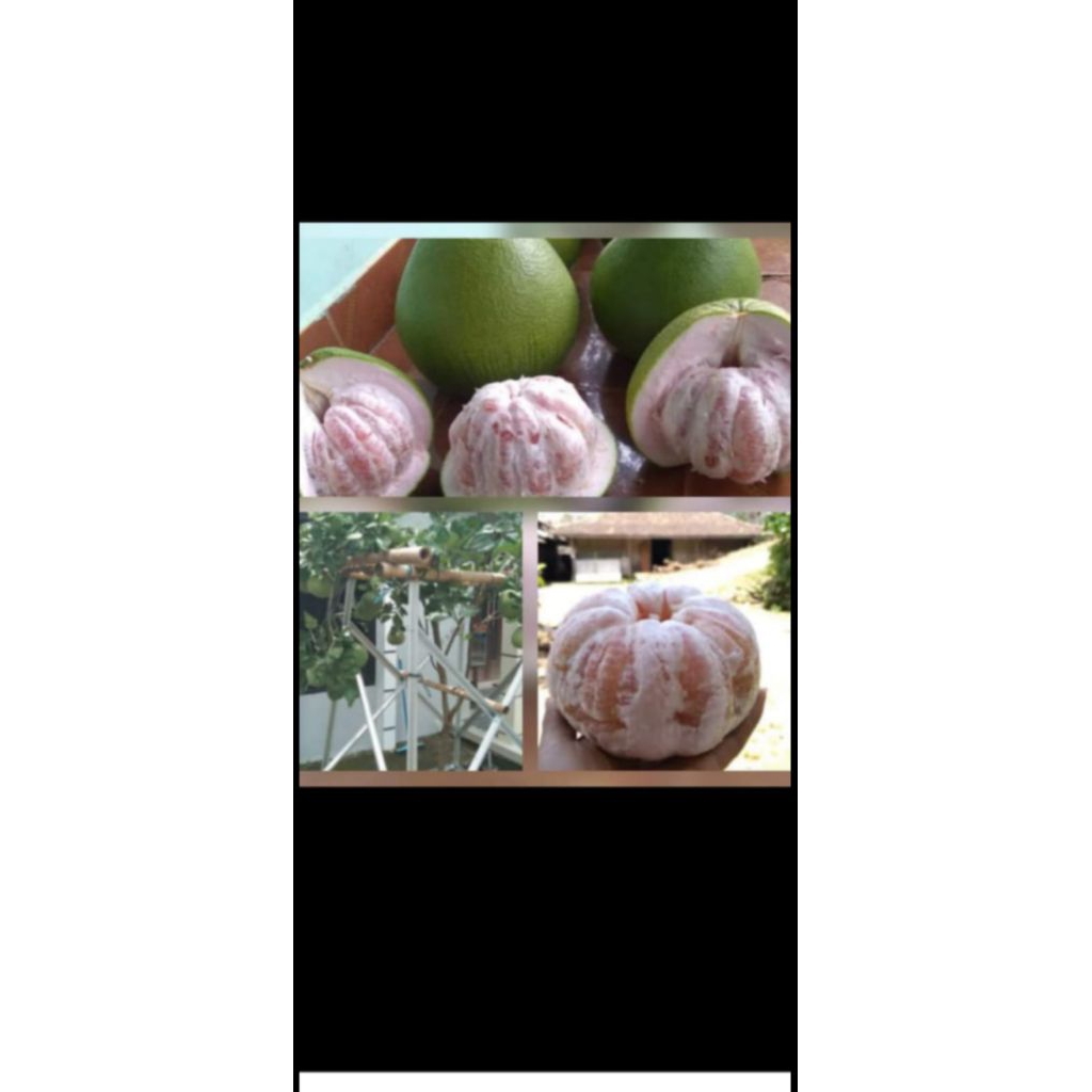 

jeruk pamelo manis no.asem