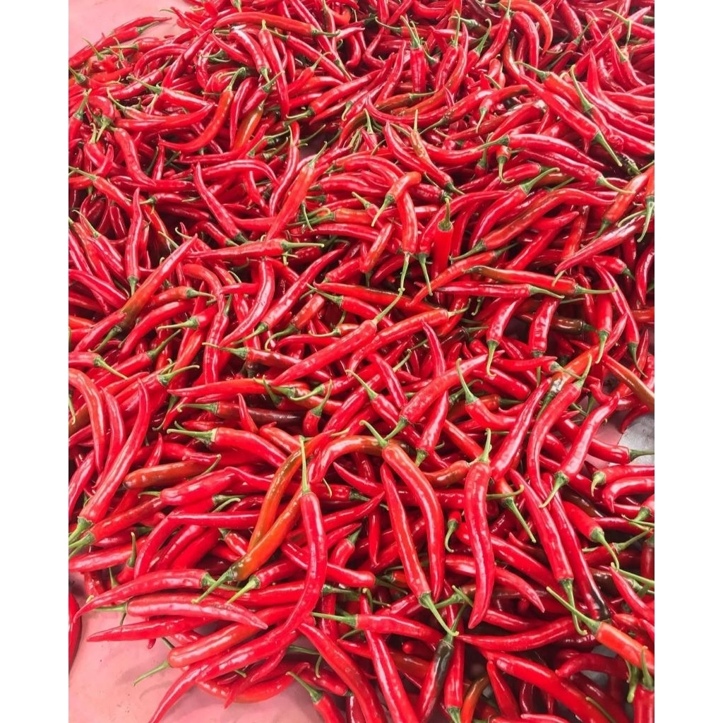 Cabai Merah Kriting 1KG