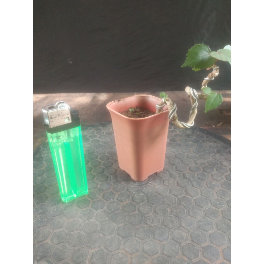 Bonsai waru india mini