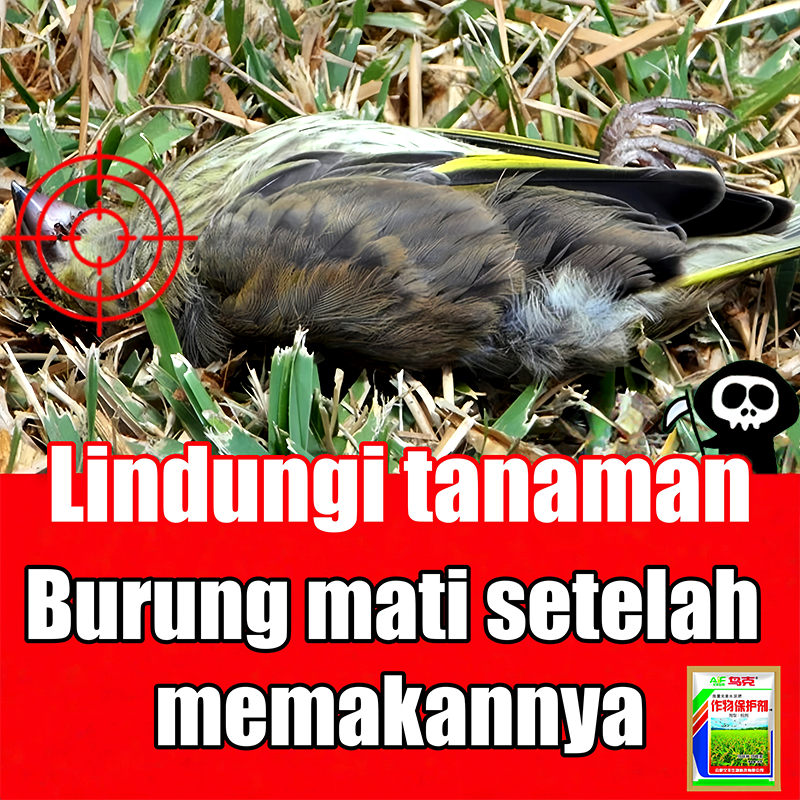 Jebakan burung racun perangkap pengusir burung di sawah /tikus/pipit/dara/sriti jerat trap burung ot