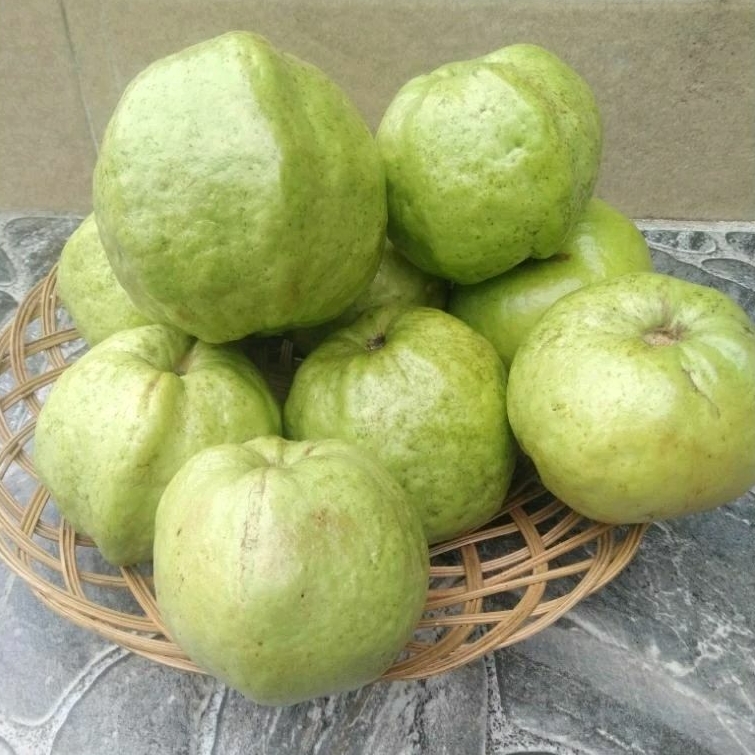 

paket 3kg jambu kristal fresh baru metik