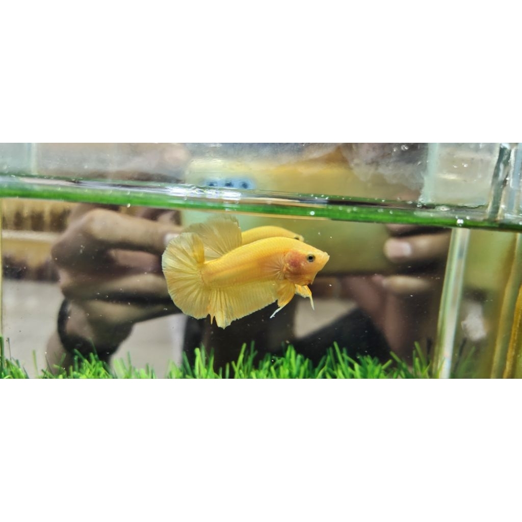 ikan cupang yellow banana male