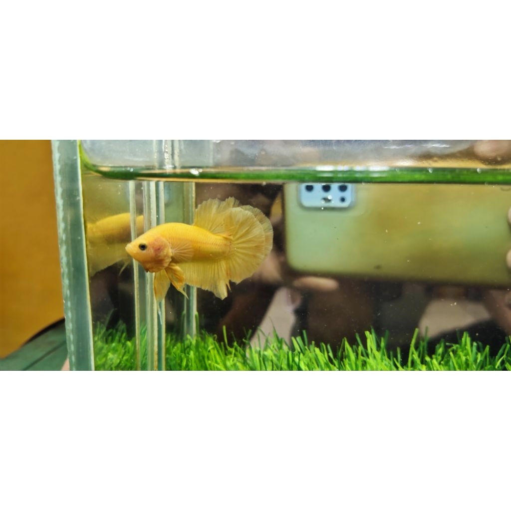 ikan cupang yellow banana 1 pair (pasang)