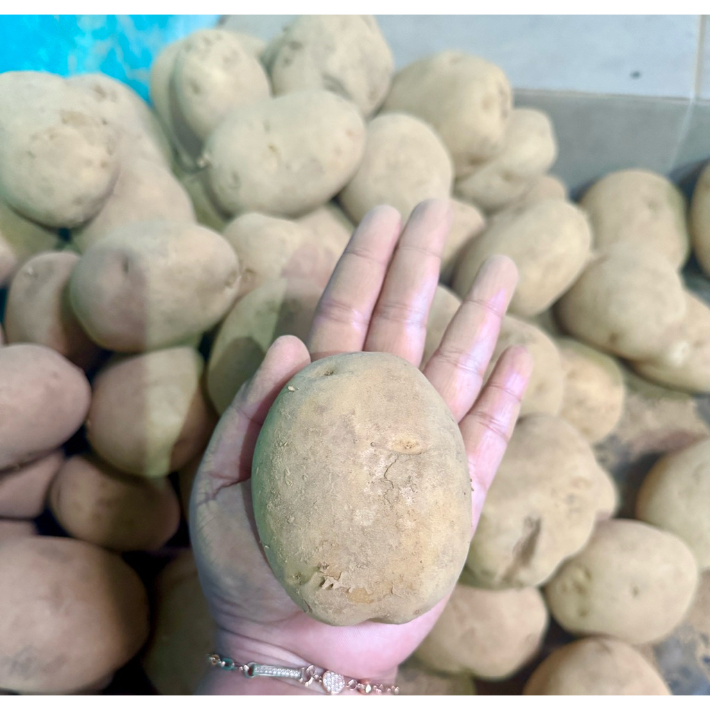 

Kentang Dieng uk Besar