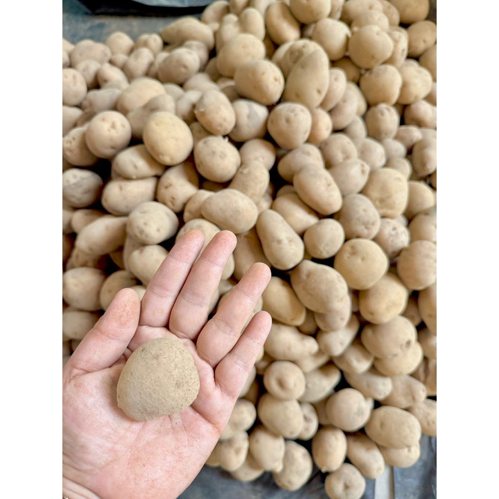 

Kentang Dieng Uk Kecil