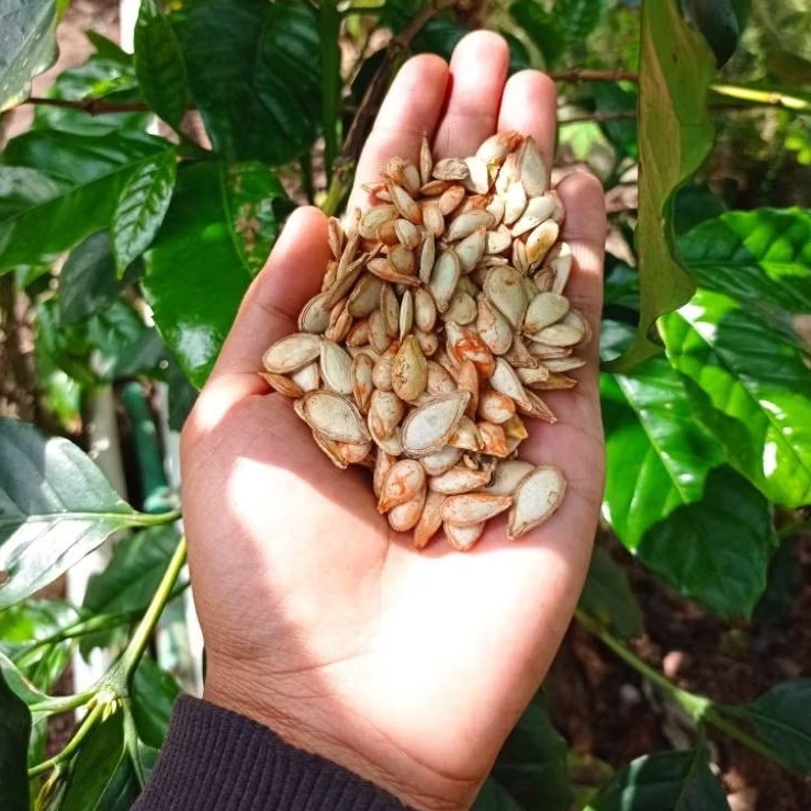 

Biji Labu Besar Kuning Pilihan | Kuaci Labu | Camilan & Herbal Sehat 50pcs