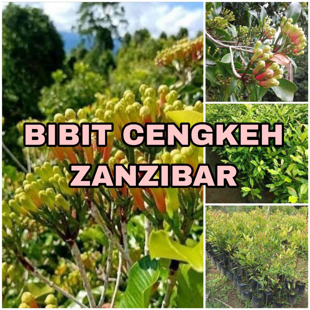 BIBIT CENGKEH ZANZIBAR SUPER