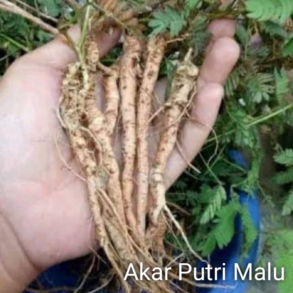 

Akar Putri Malu Fresh 100 gram