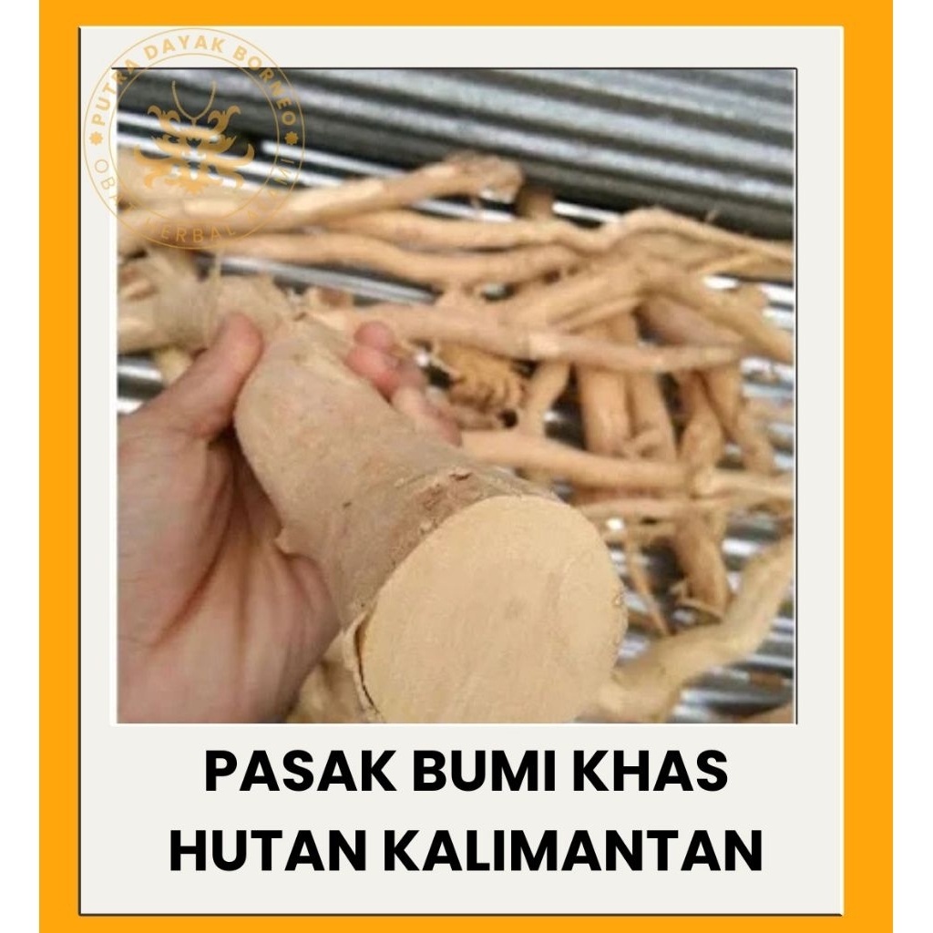 

Akar Pasak Bumi asli dari pedalaman Kalimantan
