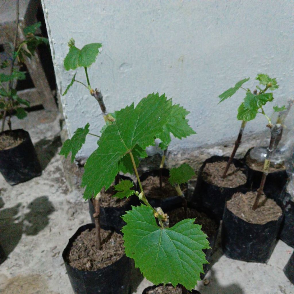 

grafting anggur impor