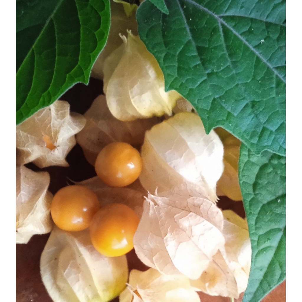 biji ciplukan jumbo segar // buah ciplukan jumbo segar