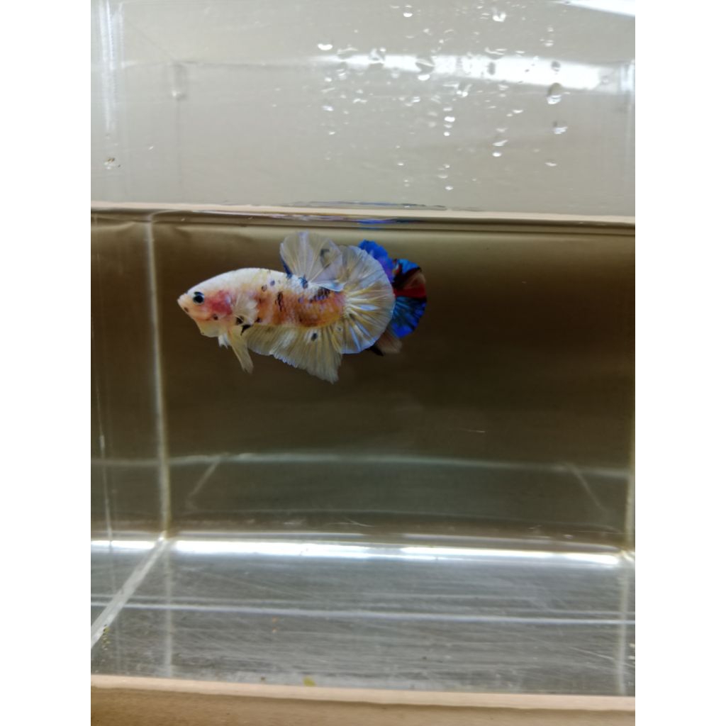 link co live lelang cupang